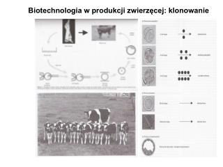 Biotechnologia w produkcji zwierzęcej: klonowanie