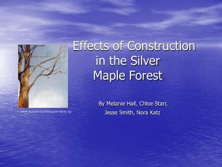 Effects of Construction 	 in the Silver 	 Maple Forest