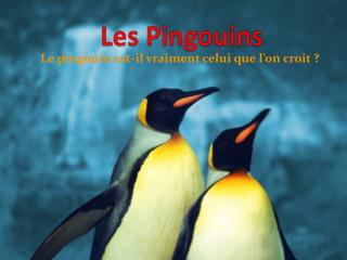 Les Pingouins