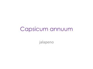 Capsicum annuum