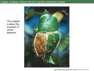 Chapter 13 Opener: Weaver ants form superbly cooperative societies