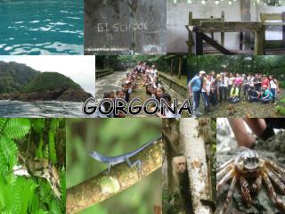 GORGONA