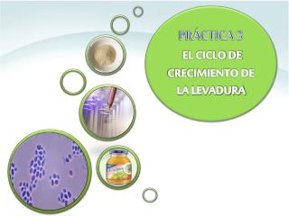 PRÁCTICA 3 EL CICLO DE CRECIMIENTO DE LA LEVADURA