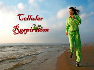 Cellular Respiration