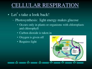 CELLULAR RESPIRATION