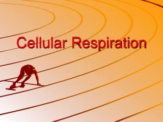 Cellular Respiration