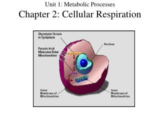 Unit 1: Metabolic Processes Chapter 2: Cellular Respiration