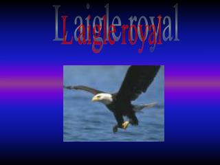 L aigle royal