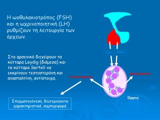 Η ωοθυλακιοτρόπος ( FSH) και η ωχρινοποιητική (LH ) ρυθμίζουν τη λειτουργία των όρχεων.