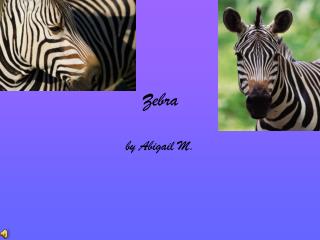 Zebra