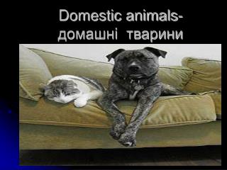 Domestic animals- домашні тварини