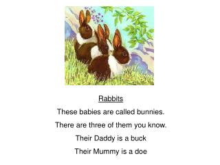 Rabbits These babies are called bunnies. There are three of them you know. Their Daddy is a buck