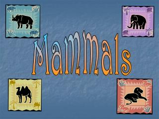 Mammals