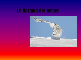 Le Harfang des neiges