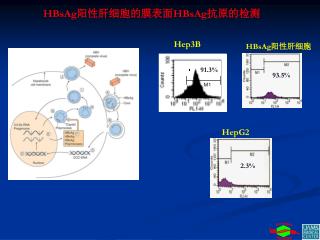 HBsAg 阳性肝细胞的膜表面 HBsAg 抗原的检测