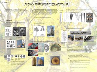 GINKGO TREES ARE LIVING CORDAITES