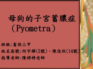 母狗的子宮蓄膿症 （ Pyometra ）