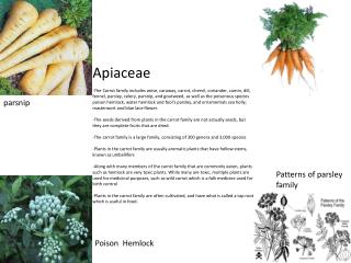 parsnip