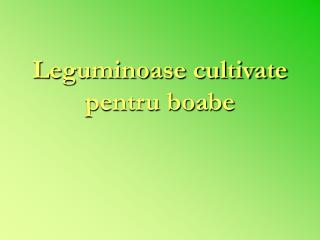 Leguminoase cultivate pentru boabe