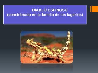 DIABLO ESPINOSO ( considerado en la familia de los lagartos)