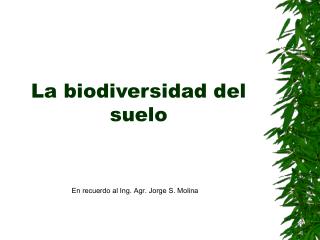 La biodiversidad del suelo