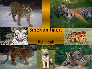 Siberian tigers