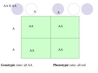 Genotypic ratio: all AA