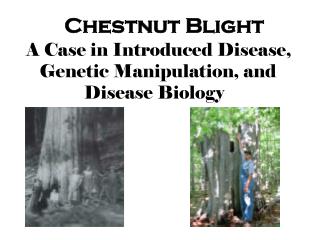 Chestnut Blight