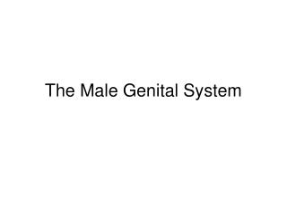 The Male Genital System
