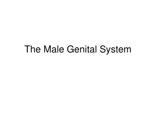The Male Genital System