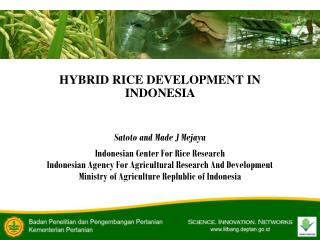 HYBRID RICE DEVELOPMENT IN INDONESIA