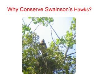 Why Conserve Swainson’s Hawks?