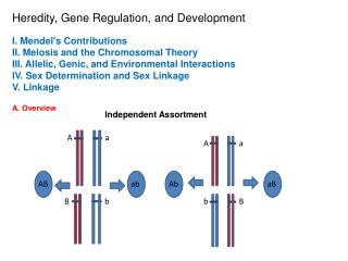 Heredity, Gene Regulation, and Development I. Mendel's Contributions