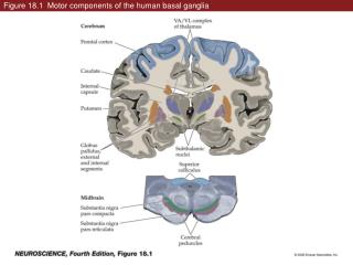 Figure 18.1 Motor components of the human basal ganglia