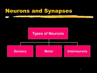 Neurons and Synapses
