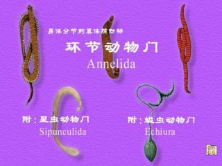 分节的真体腔原口动物 —— 环节动物门 (Annelida)