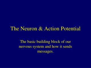The Neuron &amp; Action Potential