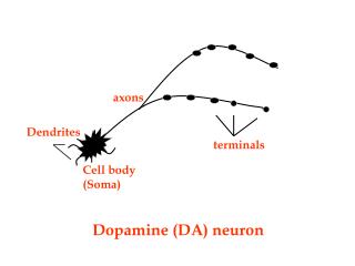 Dopamine (DA) neuron