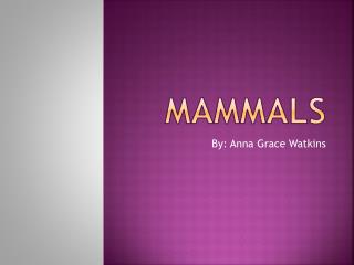 MAMMALS