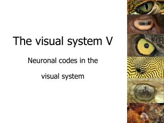 The visual system V Neuronal codes in the visual system