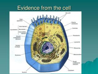 Evidence from the cell