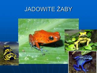 JADOWITE ŻABY