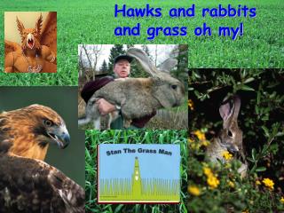 Hawks and rabbits and grass oh my!