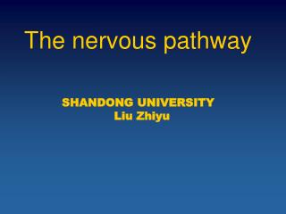 The nervous pathway SHANDONG UNIVERSITY Liu Zhiyu