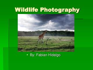 Wildlife Photography