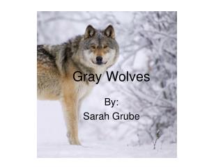 Gray Wolves