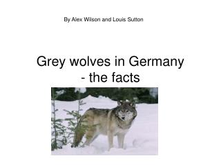Grey wolves in Germany - the facts