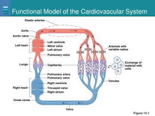 Functional Model of the Cardiovascular System