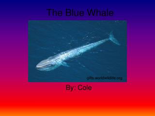 The Blue Whale