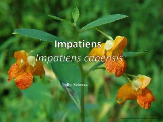 Impatiens Impatiens capensis